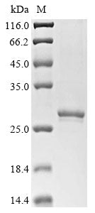 Greater than 85% as determined by SDS-PAGE.