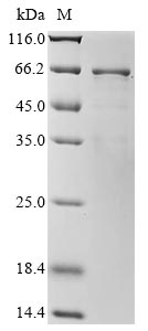 Greater than 85% as determined by SDS-PAGE.Recombinant Arachis Hypogaea Allergen Arachin Arah3 Isoform Protein (His)