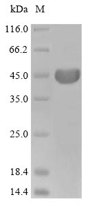Greater than 85% as determined by SDS-PAGE.Recombinant Chinese Hamster Actin, Cytoplasmic 1 (ACTB) Protein (His)