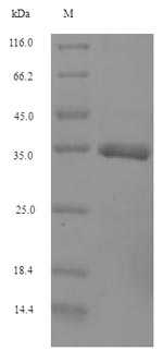 Greater than 90% as determined by SDS-PAGE.