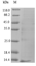 Greater than 90% as determined by SDS-PAGE.