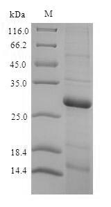 Greater than 90% as determined by SDS-PAGE.Recombinant Rat Thyroxine 5-Deiodinase (DIO3) Protein (His)