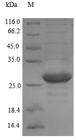 Greater than 90% as determined by SDS-PAGE.Recombinant Prochlorothrix Hollandica Plastocyanin (PETE) Protein (His-SUMO)