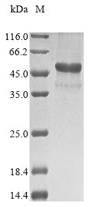 Greater than 85% as determined by SDS-PAGE.Recombinant Amylomyces Rouxii Chitin Deacetylase (CDA) Protein (His)