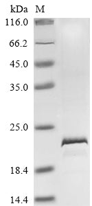 Greater than 85% as determined by SDS-PAGE.