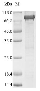 Greater than 90% as determined by SDS-PAGE.
