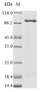 Greater than 85% as determined by SDS-PAGE.Recombinant E.Coli Constitutive Lysine Decarboxylase (LDCC) Protein (His), Active