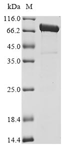 Greater than 85% as determined by SDS-PAGE.