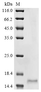 Greater than 85% as determined by SDS-PAGE.Recombinant Medicago Truncatula Lysm Domain Protein (MTR_4G091010) Protein (His&Myc)