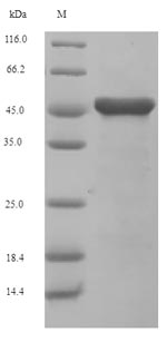 Greater than 90% as determined by SDS-PAGE.