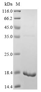 Greater than 85% as determined by SDS-PAGE.