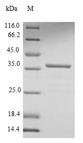 Greater than 85% as determined by SDS-PAGE.Recombinant Helicobacter Pylori Cytotoxicity-Associated Immunodominant Antigen (CAGA) Protein (His)