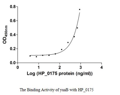 Activity Measured by its binding ability in a functional ELISA. Immobilized yuaB at 5 μg/ml can bind human HP_0175 with a linear range of 31.25-600.00 ng/ml.