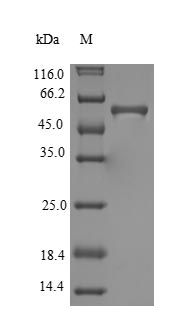 Greater than 90% as determined by SDS-PAGE.