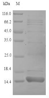 Greater than 90% as determined by SDS-PAGE.Recombinant Dictyostelium Discoideum Ponticulin (PONA) Protein (His)
