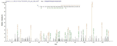 Based on the SEQUEST from database of E.coli host and target protein, the LC-MS/MS Analysis result of this product could indicate that this peptide derived from E.coli-expressed Helicobacter pylori (strain ATCC 700392 / 26695) (Campylobacter pylori) vacA.Recombinant Helicobacter Pylori Vacuolating Cytotoxin Autotransporter (VACA) Protein (His-B2M)