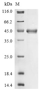 Greater than 90% as determined by SDS-PAGE.Recombinant Helicobacter Pylori Vacuolating Cytotoxin Autotransporter (VACA) Protein (His)