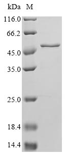 Greater than 85% as determined by SDS-PAGE.