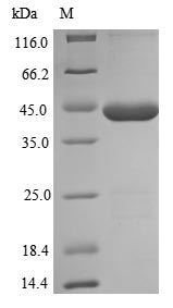Greater than 85% as determined by SDS-PAGE.
