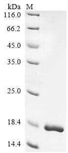 Greater than 90% as determined by SDS-PAGE.