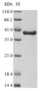 Greater than 90% as determined by SDS-PAGE.