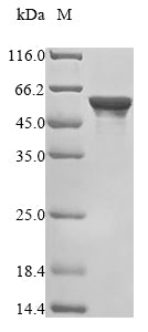 Greater than 85% as determined by SDS-PAGE.