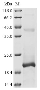 Greater than 90% as determined by SDS-PAGE.Recombinant Human Herpesvirus 6A G-Protein Coupled Receptor Homolog U51 (U51) Protein (His-KSI)