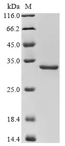 Greater than 90% as determined by SDS-PAGE.Recombinant Legionella Longbeachae Outer Membrane Protein Mip (MIP) Protein (His&Myc)