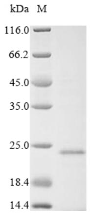 Greater than 90% as determined by SDS-PAGE.Recombinant Chicken Anemia Virus Apoptin (VP3) Protein (His)