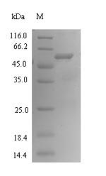 Greater than 90% as determined by SDS-PAGE.Recombinant Bacteroides Fragilis Fragilysin (BTFP) Protein (His-SUMO)
