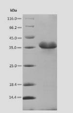 Greater than 90% as determined by SDS-PAGE.