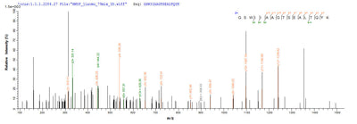 Based on the SEQUEST from database of E.coli host and target protein, the LC-MS/MS Analysis result of this product could indicate that this peptide derived from E.coli-expressed Blattella germanica (German cockroach) (Blatta germanica) rBla g 4.Recombinant Blattella Germanica Allergen Bla G 4 Protein (His-SUMO)