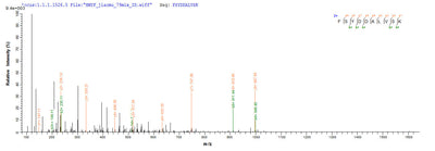 Based on the SEQUEST from database of E.coli host and target protein, the LC-MS/MS Analysis result of this product could indicate that this peptide derived from E.coli-expressed Blattella germanica (German cockroach) (Blatta germanica) rBla g 4.Recombinant Blattella Germanica Allergen Bla G 4 Protein (His-SUMO)