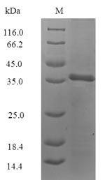 Greater than 90% as determined by SDS-PAGE.Recombinant Blattella Germanica Allergen Bla G 4 Protein (His-SUMO)
