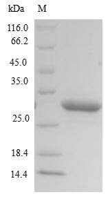 Greater than 90% as determined by SDS-PAGE.Recombinant Mannheimia Haemolytica Leukotoxin (LKTA) Protein (His&Myc)