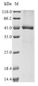 Greater than 85% as determined by SDS-PAGE.Recombinant Human Herpesvirus 7 Probable Ganciclovir Kinase (U69) Protein (His&Myc)