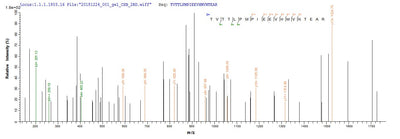 Based on the SEQUEST from database of E.coli host and target protein, the LC-MS/MS Analysis result of this product could indicate that this peptide derived from E.coli-expressed Human herpesvirus 7 (strain JI) (HHV-7) (Human T lymphotropic virus) gB.Recombinant Human Herpesvirus 7 Envelope Glycoprotein B (GB) Protein (His)