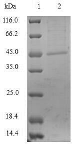 Greater than 90% as determined by SDS-PAGE.Recombinant Serratia Marcescens Metallo-Beta-Lactamase Type 2 Protein (His-SUMO&Myc)