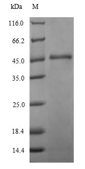 Greater than 90% as determined by SDS-PAGE.Recombinant Hafnia Alvei Intimin (EAEA) Protein (His-SUMO)