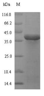 Greater than 90% as determined by SDS-PAGE.Recombinant Mycoplasma Pneumoniae Oligoendopeptidase F Homolog (PEPF) Protein (His-SUMO)