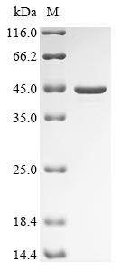 Greater than 90% as determined by SDS-PAGE.Recombinant Blattella Germanica Aspartic Protease Bla G 2 Protein (His&Myc)