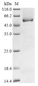 Greater than 85% as determined by SDS-PAGE.Recombinant Synechocystis Sp. Ferredoxin-Dependent Glutamate Synthase 2 (GLTS) Protein (His&Myc)