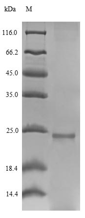 Greater than 90% as determined by SDS-PAGE.Recombinant Hypocrea Jecorina Hydrophobin-1 (HFB1) Protein (His-SUMO)