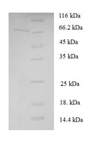 Greater than 90% as determined by SDS-PAGE.