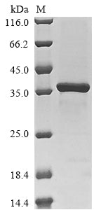 Greater than 85% as determined by SDS-PAGE.Recombinant Saccharomyces Cerevisiae Dolichyl-Phosphate-Mannose--Protein Mannosyltransferase 5 (PMT5) Protein (His)