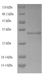 Greater than 90% as determined by SDS-PAGE.