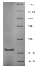 Greater than 90% as determined by SDS-PAGE.