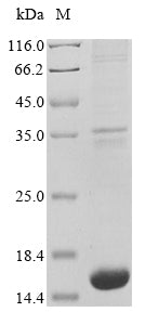 Greater than 85% as determined by SDS-PAGE.
