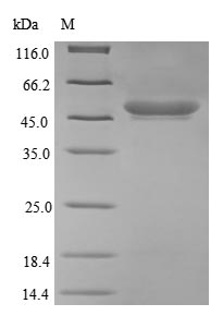 Greater than 90% as determined by SDS-PAGE.