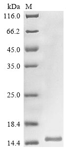 Greater than 85% as determined by SDS-PAGE.
